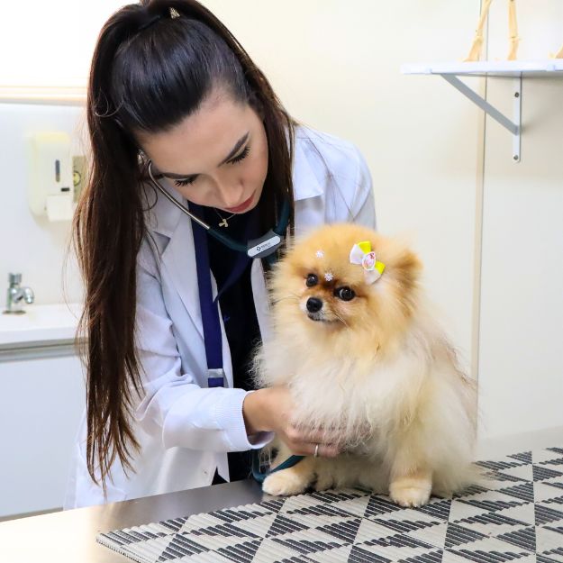 villa-vet-veterinario-porto-feliz970